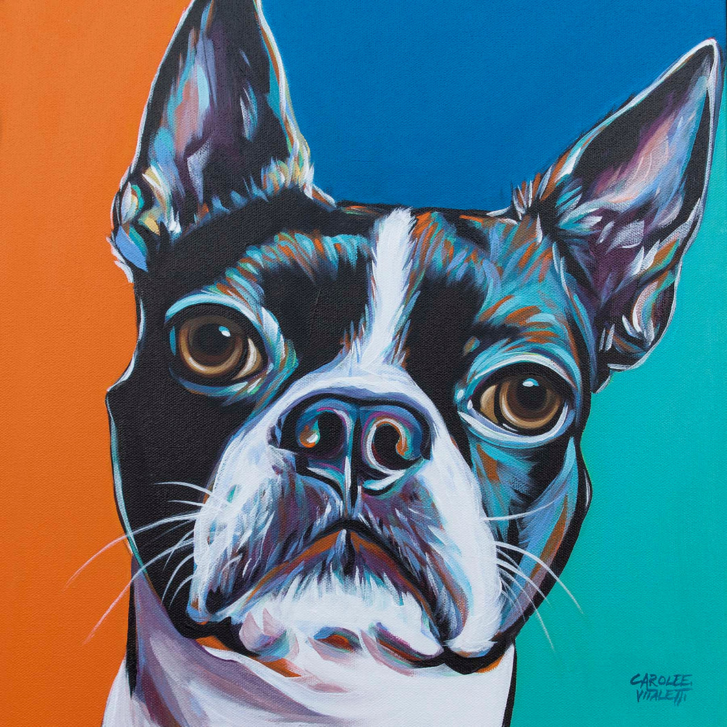 Boston Terrier | Canvas Print